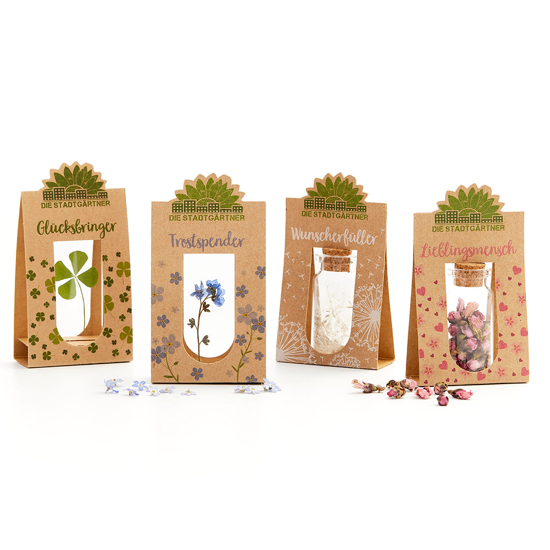 Trostspender – Echtes Vergissmeinnicht