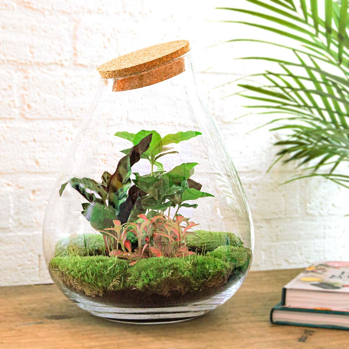 Flaschengarten Drop XL – Rot – Do-it-yourself Terrarium mit Korkdeckel – Ø29 cm x H37 cm – DIY-Pflanzset mit Coffea Arabica, Calathea & Fittonia – Autarkes Ökosystem – Nachhaltiges Geschenk