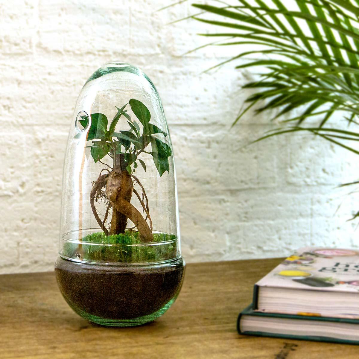 Flaschengarten Egg Bonsai – DIY Terrarium mit Ficus Ginseng – Mini-Biotop – Ø12 cm x H25 cm – Do-it-yourself – Pflegeleichtes Ökosystem für Zuhause & Büro