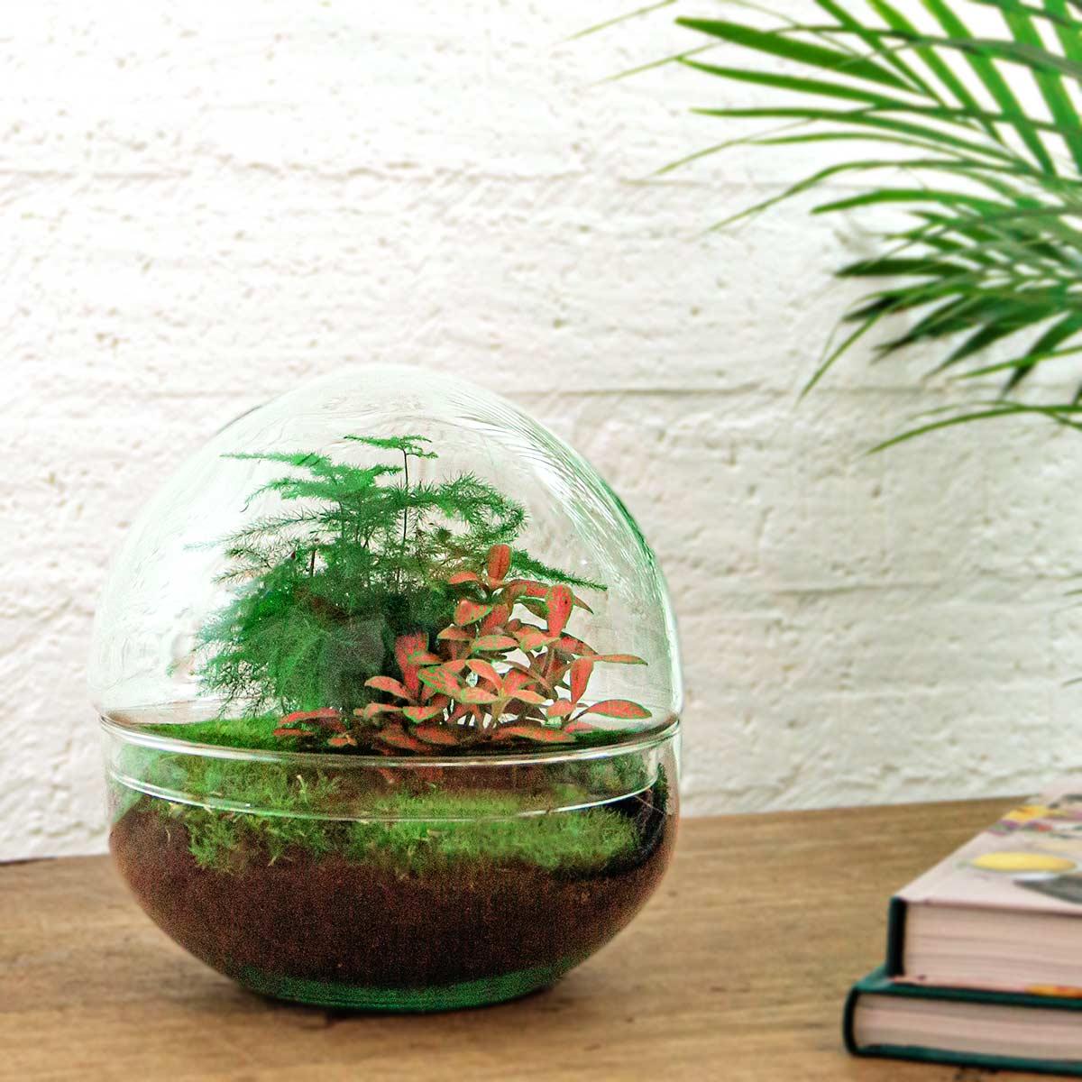 DIY Flaschengarten Set – Dome Glas Rot – Ø20 cm x H20 cm – Selbstversorgendes Pflanzterrarium mit Fittonia, Spargel & Moos – Mini-Ökosystem zum Selberbauen – Deko & Geschenkidee – Pflegeleicht