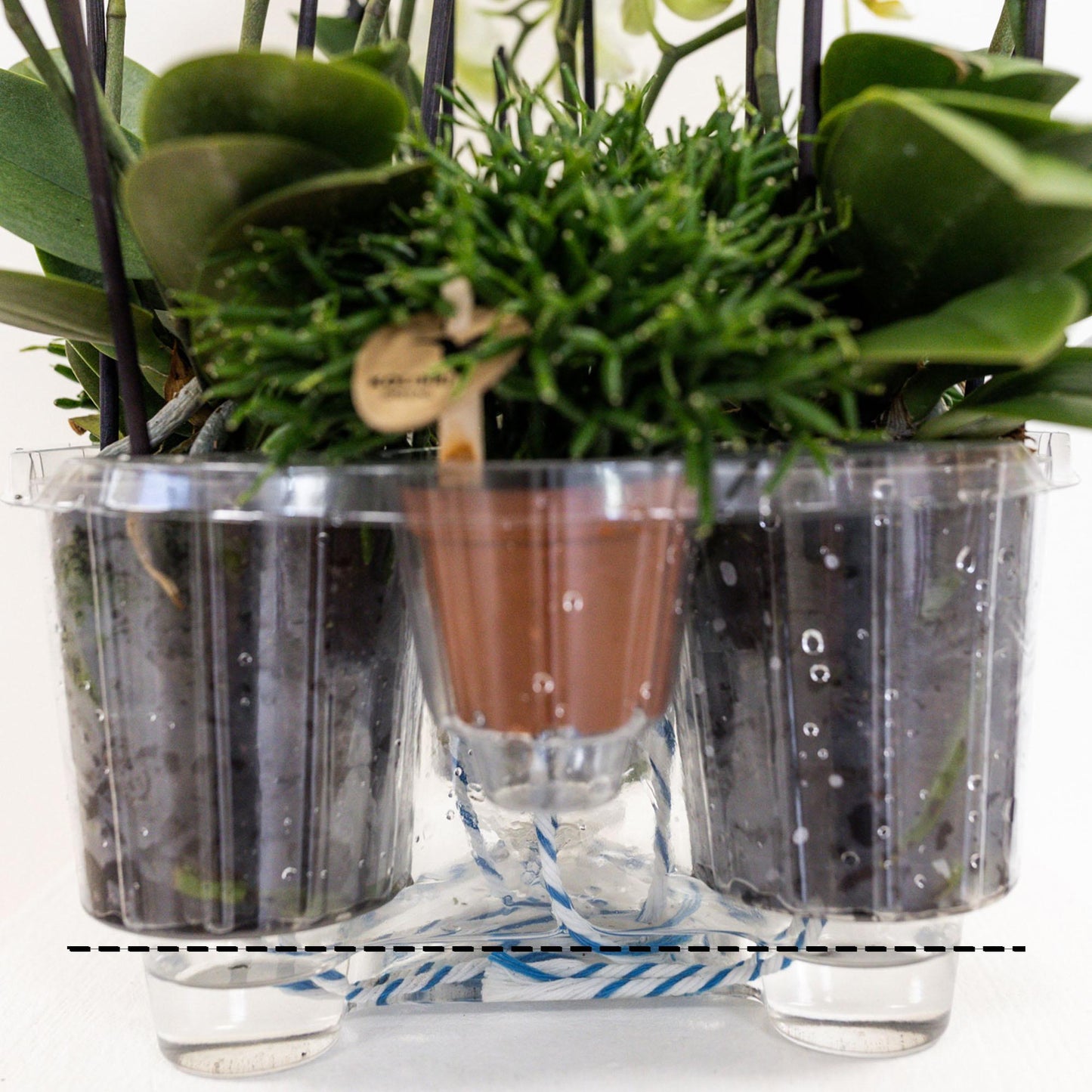 Orchideen Set Weiß im Schilfkorb mit Wassertank – 3 Phalaenopsis Orchidee 12cm + Tillandsie – Deko Orchideen Arrangement mit Bewässerungssystem für Wohnzimmer & Büro