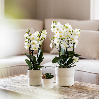 Phalaenopsis Orchidee „Lausanne“ – Weiß – Ø9cm – Zimmerpflanze mit 3 Blütentrieben – Pflegeleicht & elegant – Aus der Blossom-Kollektion