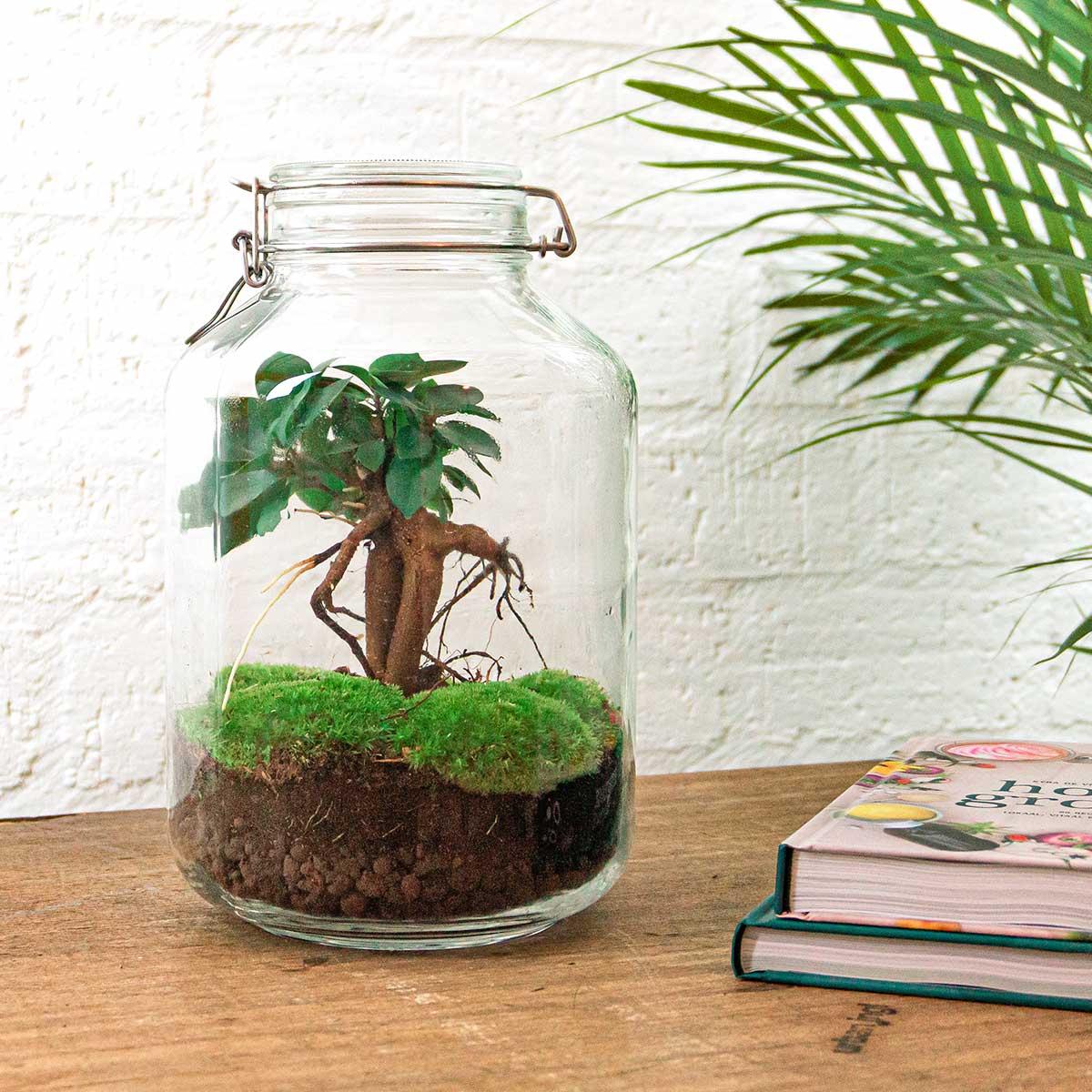 Flaschengarten DIY Bausatz Ficus Ginseng Bonsai – Terrarium Ø18cm x H28cm – Selbstbewässerndes Mini-Ökosystem – Do-It-Yourself Pflanzterrarium mit Moos & Zubehör