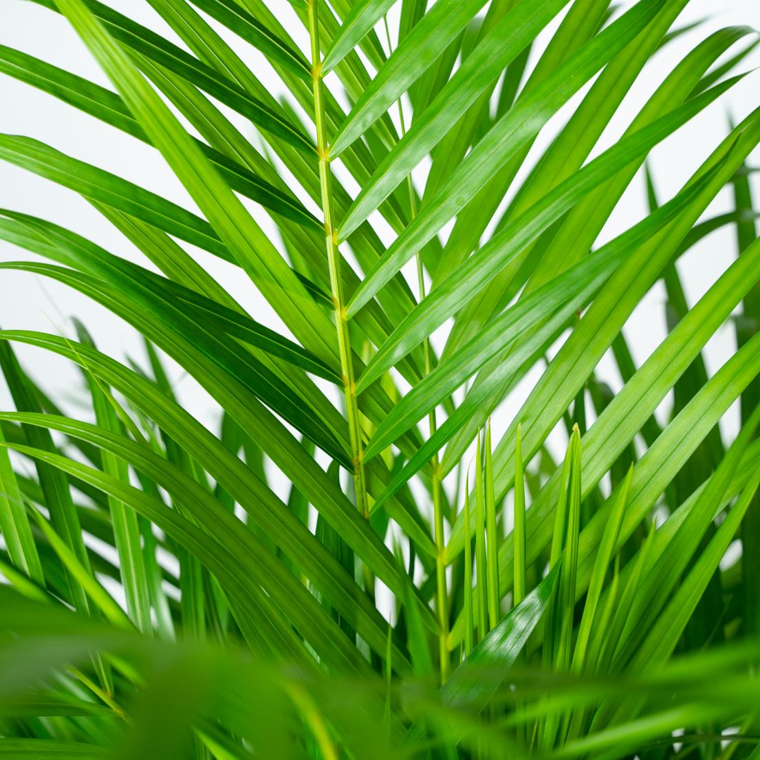 Goldfruchtpalme Areca – Zimmerpflanze Ø21cm – 110cm hoch – Luftreinigende tropische Palme für gesundes Raumklima – frisch aus der Baumschule