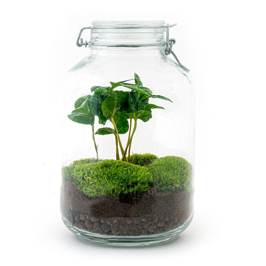 Flaschengarten Coffea Arabica – DIY Bausatz Terrarium – ↕28cm – Do-It-Yourself Pflanzen-Set – Autarkes Mini-Ökosystem mit Kaffeepflanze & Moos – Für Wohnung & Büro