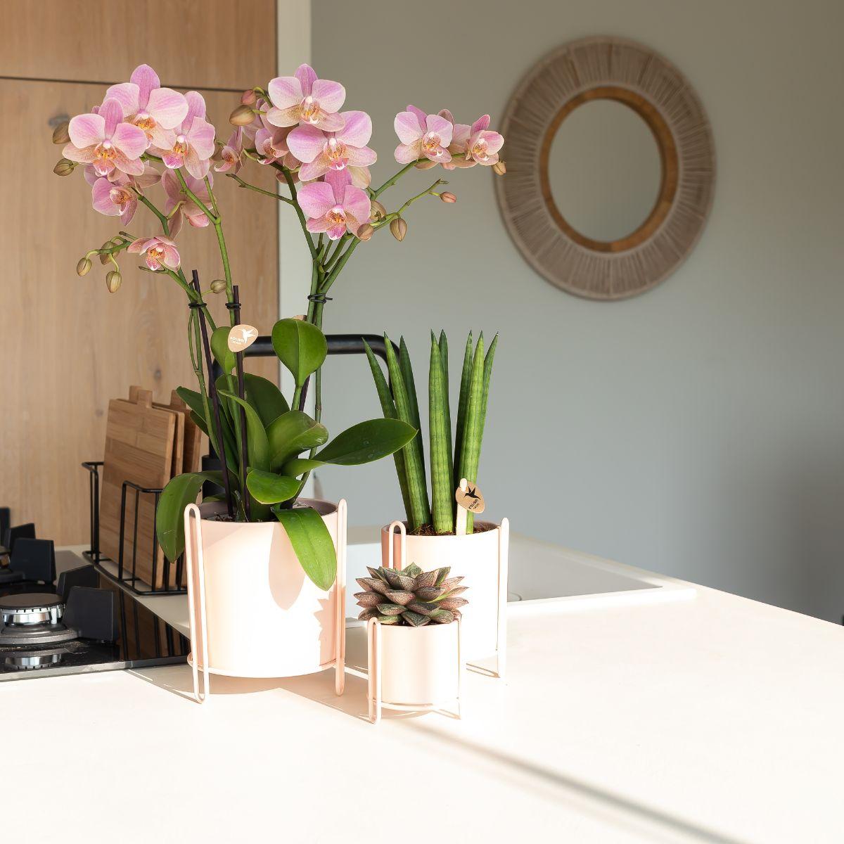 Phalaenopsis Orchidee „Jewel Treviso“ – Altrosa – Zimmerpflanze Ø12cm – Mit 4 Blütentrieben – Blickfang für Wohnzimmer, Küche & Büro