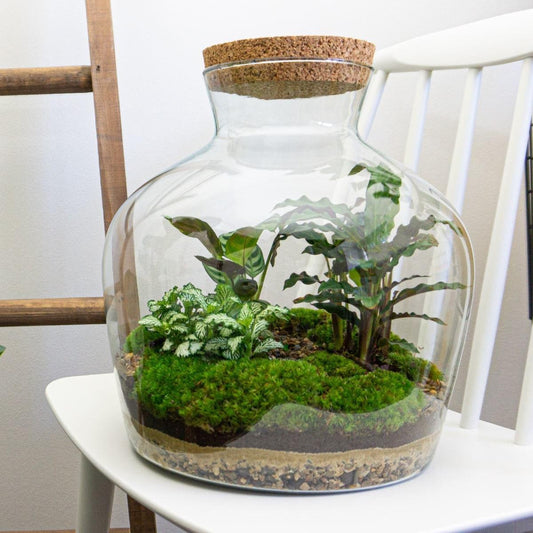 Flaschengarten DIY Bausatz Fat Joe – Terrarium Set mit Pflanzen, Moos & Zubehör – Ø29cm ↕30cm – Selbstversorgendes Pflanzterrarium mit 5-Schritte-Anleitung