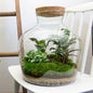Flaschengarten DIY Bausatz Fat Joe – Terrarium Set mit Pflanzen, Moos & Zubehör – Ø29cm ↕30cm – Selbstversorgendes Pflanzterrarium mit 5-Schritte-Anleitung