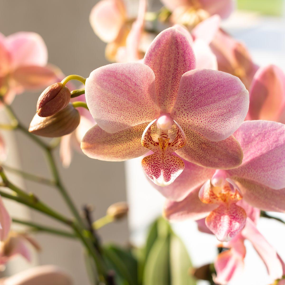 Phalaenopsis Orchidee „Jewel Treviso“ – Altrosa – Zimmerpflanze Ø12cm – Mit 4 Blütentrieben – Blickfang für Wohnzimmer, Küche & Büro