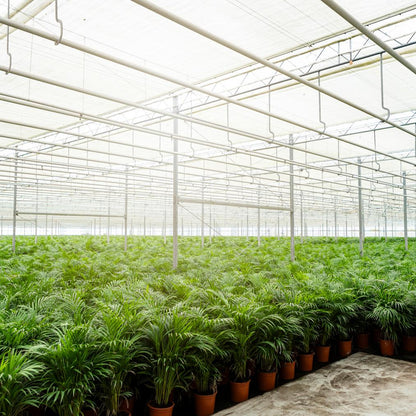 Goldfruchtpalme Areca – Zimmerpflanze Ø21cm – 110cm hoch – Luftreinigende tropische Palme für gesundes Raumklima – frisch aus der Baumschule