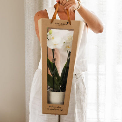 Pflanzengeschenk „Gute Besserung“ – Weiße Phalaenopsis Orchidee Ø9cm im Dekotopf – Inklusive Geschenktasche & Grußkarte „Get well soon“ – Blühende Zimmerpflanze als Genesungsgruß