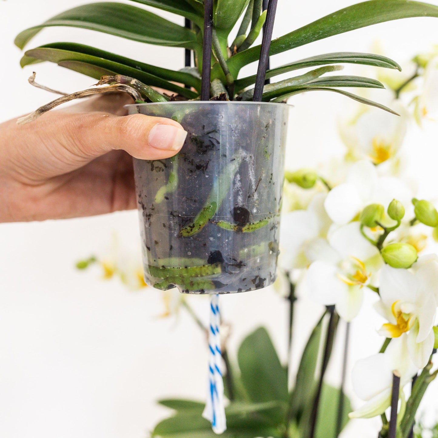 Weißes Orchideen-Set im Schilfkorb mit integriertem Wassertank – 3 gebogene Orchideen Niagara Fall – Ø12cm – Pflegeleicht & dekorativ – Lang anhaltende Blütenpracht