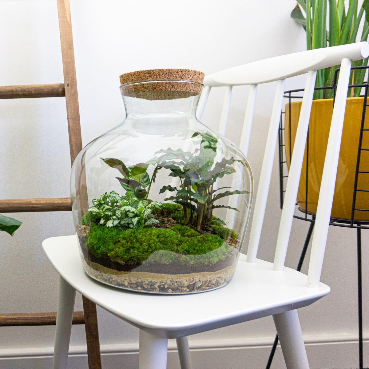 Flaschengarten DIY Bausatz Fat Joe – Terrarium Set mit Pflanzen, Moos & Zubehör – Ø29cm ↕30cm – Selbstversorgendes Pflanzterrarium mit 5-Schritte-Anleitung