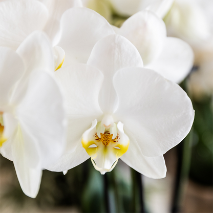 Pflanzenset Cotton Braun – Weiße Phalaenopsis Orchidee Ghent & 2 Sukkulenten – Keramische Übertöpfe Ø6, Ø9 & Ø12cm – Elegantes Pflanzenset für Zuhause