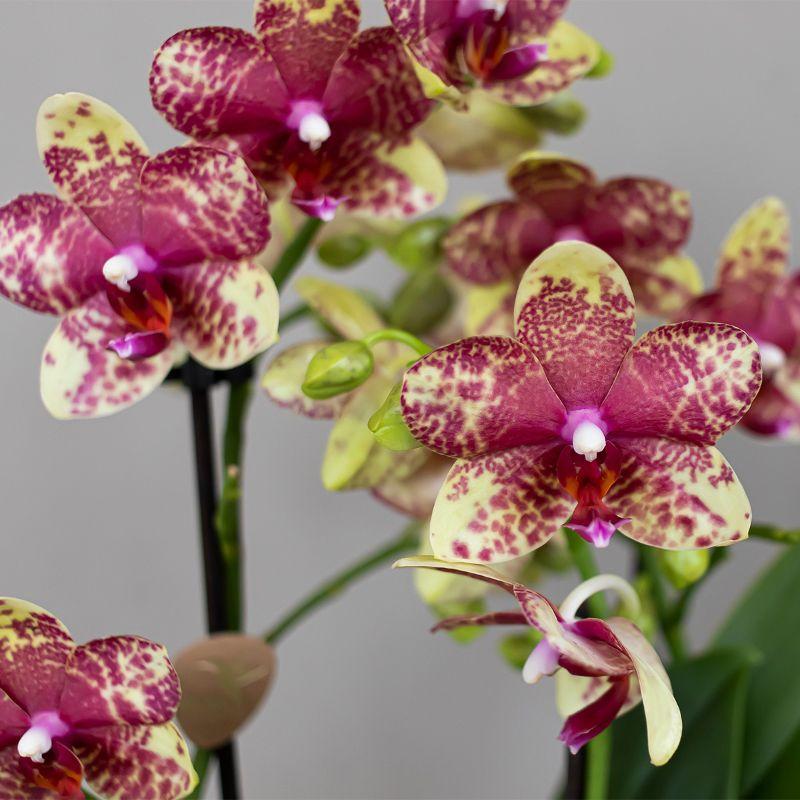 Orange-Gelbe Phalaenopsis Orchidee – „Grosseto“ – Ø9cm – Exotische Blühende Zimmerpflanze mit 2–3 kräftigen Trieben – Elegante Orchidee mit einzigartigem Muster – Frisch aus der Gärtnerei