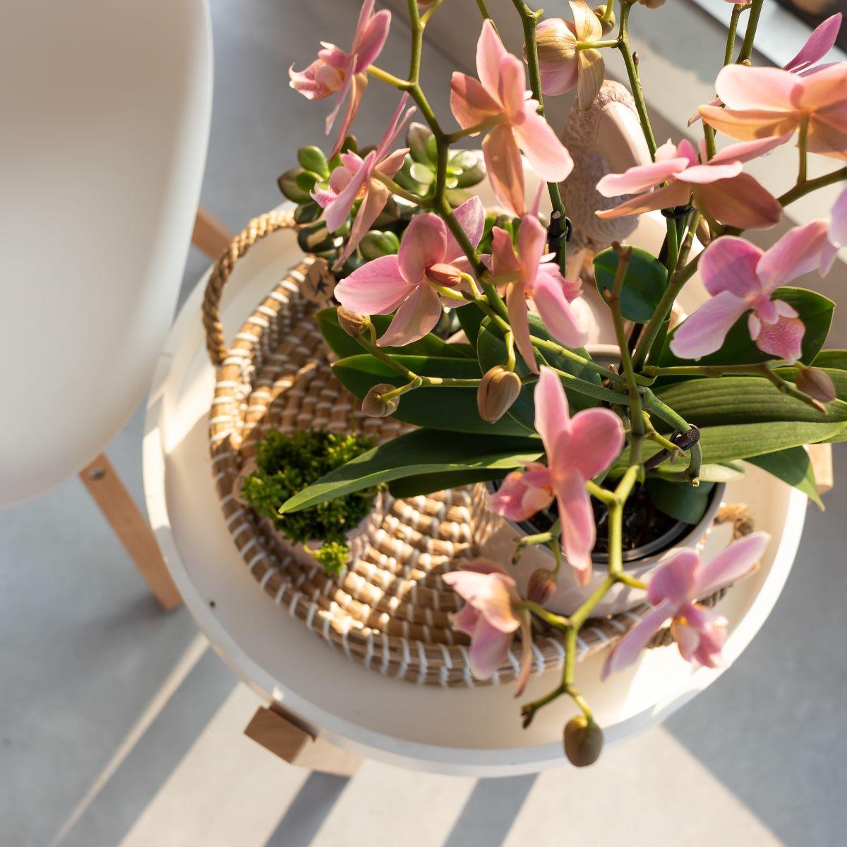 Phalaenopsis Orchidee „Jewel Treviso“ – Altrosa – Zimmerpflanze Ø12cm – Mit 4 Blütentrieben – Blickfang für Wohnzimmer, Küche & Büro