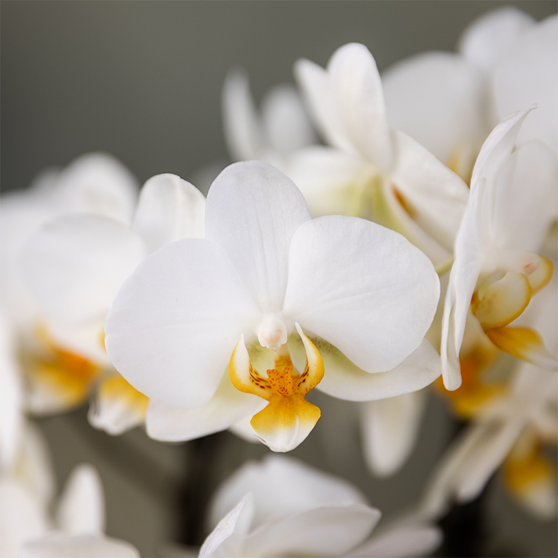 Pflanzengeschenk „Gute Besserung“ – Weiße Phalaenopsis Orchidee Ø9cm im Dekotopf – Inklusive Geschenktasche & Grußkarte „Get well soon“ – Blühende Zimmerpflanze als Genesungsgruß