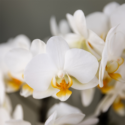 Pflanzengeschenk „Gute Besserung“ – Weiße Phalaenopsis Orchidee Ø9cm im Dekotopf – Inklusive Geschenktasche & Grußkarte „Get well soon“ – Blühende Zimmerpflanze als Genesungsgruß