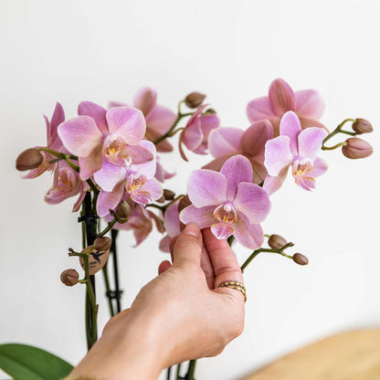 Phalaenopsis Orchidee „Jewel Treviso“ – Altrosa – Zimmerpflanze Ø12cm – Mit 4 Blütentrieben – Blickfang für Wohnzimmer, Küche & Büro