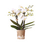 Weiße Phalaenopsis Orchidee – „Zürich“ – Ø9cm – Elegante blühende Zimmerpflanze mit 2–3 kräftigen Trieben – Kompakte Orchidee als Dekoration & Geschenkidee – Frisch aus der Gärtnerei