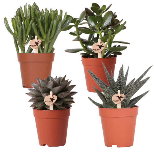 Sukkulenten Set – 4 Pflanzen – Zimmerpflanzen im Ø9cm – Pflegeleicht & dekorativ – Ideal für Zuhause, Büro & Geschenkideen