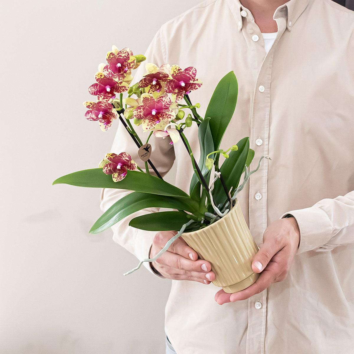 Orange-Gelbe Phalaenopsis Orchidee – „Grosseto“ – Ø9cm – Exotische Blühende Zimmerpflanze mit 2–3 kräftigen Trieben – Elegante Orchidee mit einzigartigem Muster – Frisch aus der Gärtnerei