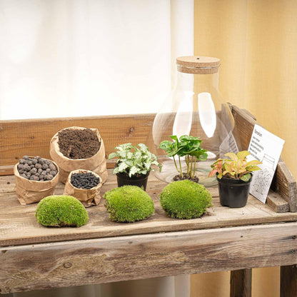 Flaschengarten Sam mit LED – DIY Bausatz Terrarium – ↕30cm – Do-It-Yourself Pflanzen-Set mit LED-Beleuchtung & Korkdeckel – Autarkes Ökosystem – Inkl. Coffea & Fittonia – Für Wohnung & Büro