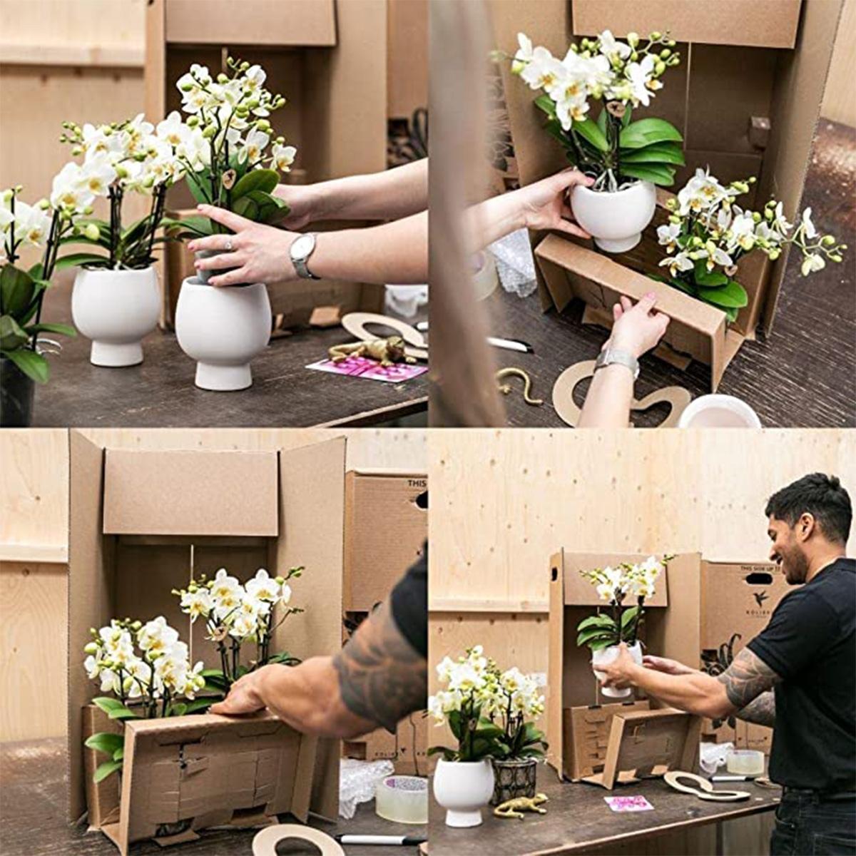 Weißes Orchideen-Set im Schilfkorb mit integriertem Wassertank – 3 gebogene Orchideen Niagara Fall – Ø12cm – Pflegeleicht & dekorativ – Lang anhaltende Blütenpracht