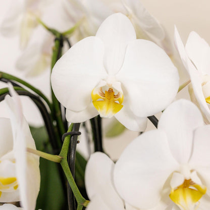Weißes Orchideen-Set im Schilfkorb mit integriertem Wassertank – 3 gebogene Orchideen Niagara Fall – Ø12cm – Pflegeleicht & dekorativ – Lang anhaltende Blütenpracht