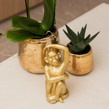 Weiße Phalaenopsis Orchidee Amabilis – Luxuriöser Ziertopf Gold Ø9cm – 40 cm hohe blühende Zimmerpflanze – Frisch vom Züchter