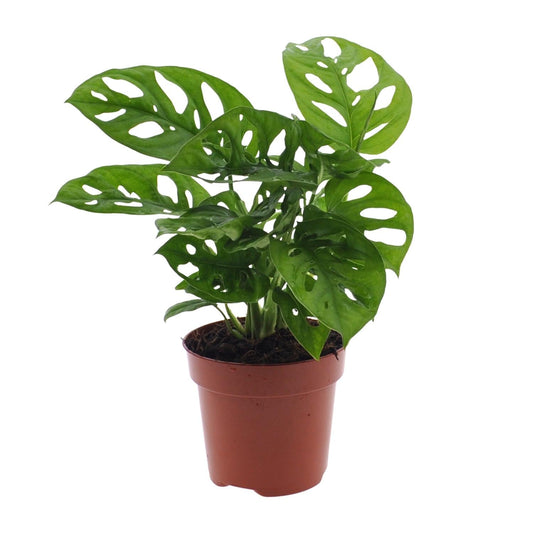 Monstera Monkey Leaf – Fensterblatt – Ø12cm – ↕30cm – Pflegeleichte Lochpflanze mit dekorativem Blattmuster – Tropische Zimmerpflanze für halbschattige Standorte – Luftreinigend & dekorativ