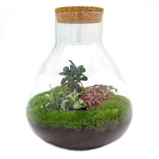 Flaschengarten DIY Bausatz Sam XL Bonsai – Terrarium Ø30cm x H35cm – Do-It-Yourself Mini-Ökosystem – Selbstpflegendes Pflanzterrarium mit Ficus Ginseng & Fittonia