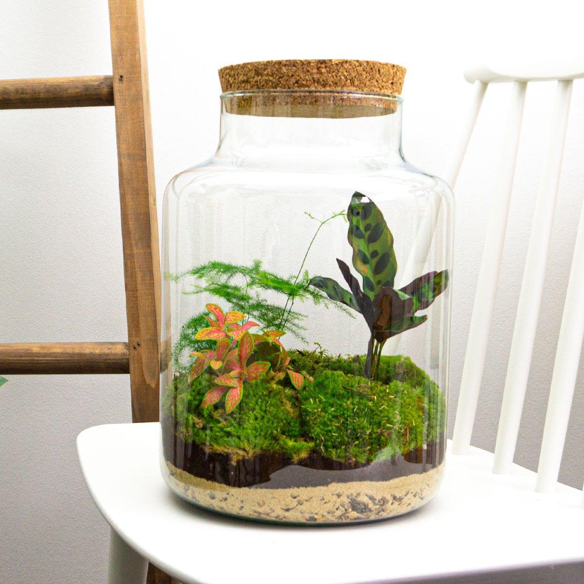 Flaschengarten Milky – DIY Bausatz Terrarium – ↕30cm – Do-It-Yourself Pflanzen-Set im Glas mit Korkdeckel – Autarkes Mini-Ökosystem – Inkl. Calathea, Fittonia, Spargel & Moos – Für Zuhause & Büro