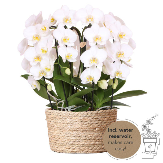 Weißes Orchideen-Set im Schilfkorb mit integriertem Wassertank – 3 gebogene Orchideen Niagara Fall – Ø12cm – Pflegeleicht & dekorativ – Lang anhaltende Blütenpracht