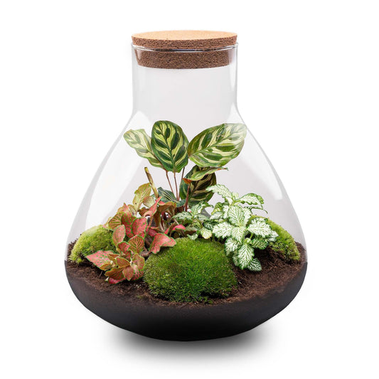 Flaschengarten Sam XL Rot – DIY Bausatz Terrarium – ↕35cm – Do-It-Yourself Pflanzen-Set – Autarkes Mini-Ökosystem – Inkl. Pflanzen, Erde & Zubehör – Perfekt für Wohnung & Büro