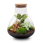 Flaschengarten Sam XL Rot – DIY Bausatz Terrarium – ↕35cm – Do-It-Yourself Pflanzen-Set – Autarkes Mini-Ökosystem – Inkl. Pflanzen, Erde & Zubehör – Perfekt für Wohnung & Büro