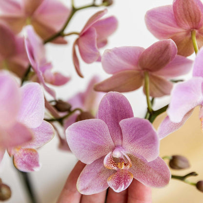 Phalaenopsis Orchidee „Jewel Treviso“ – Altrosa – Zimmerpflanze Ø12cm – Mit 4 Blütentrieben – Blickfang für Wohnzimmer, Küche & Büro
