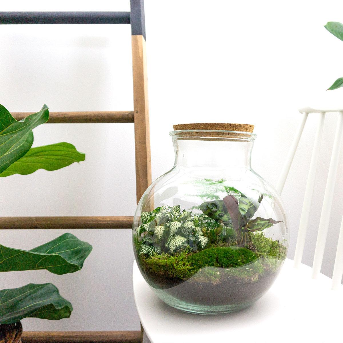 Flaschengarten Teddy – DIY Bausatz Terrarium – ↕26,5cm – Do-It-Yourself Pflanzen-Set im Glas mit Kork – Autarkes Mini-Ökosystem – Mit Calathea, weißer Fittonia & Moos – Für Zuhause & Büro