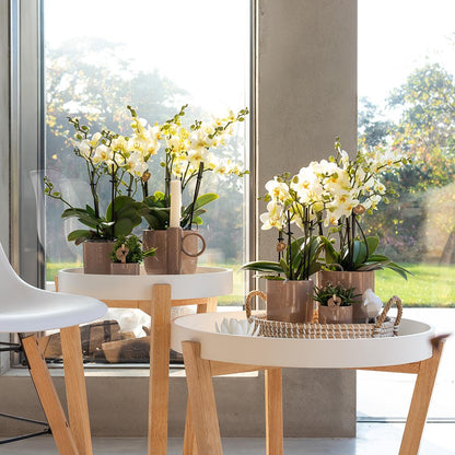 Phalaenopsis Orchidee „Lausanne“ – Weiß – Ø9cm – Zimmerpflanze mit 3 Blütentrieben – Pflegeleicht & elegant – Aus der Blossom-Kollektion