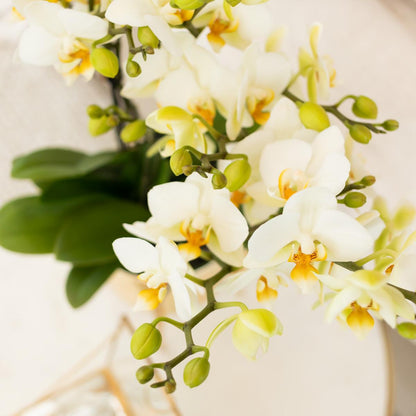 Phalaenopsis Orchidee „Lausanne“ – Weiß – Ø9cm – Zimmerpflanze mit 3 Blütentrieben – Pflegeleicht & elegant – Aus der Blossom-Kollektion