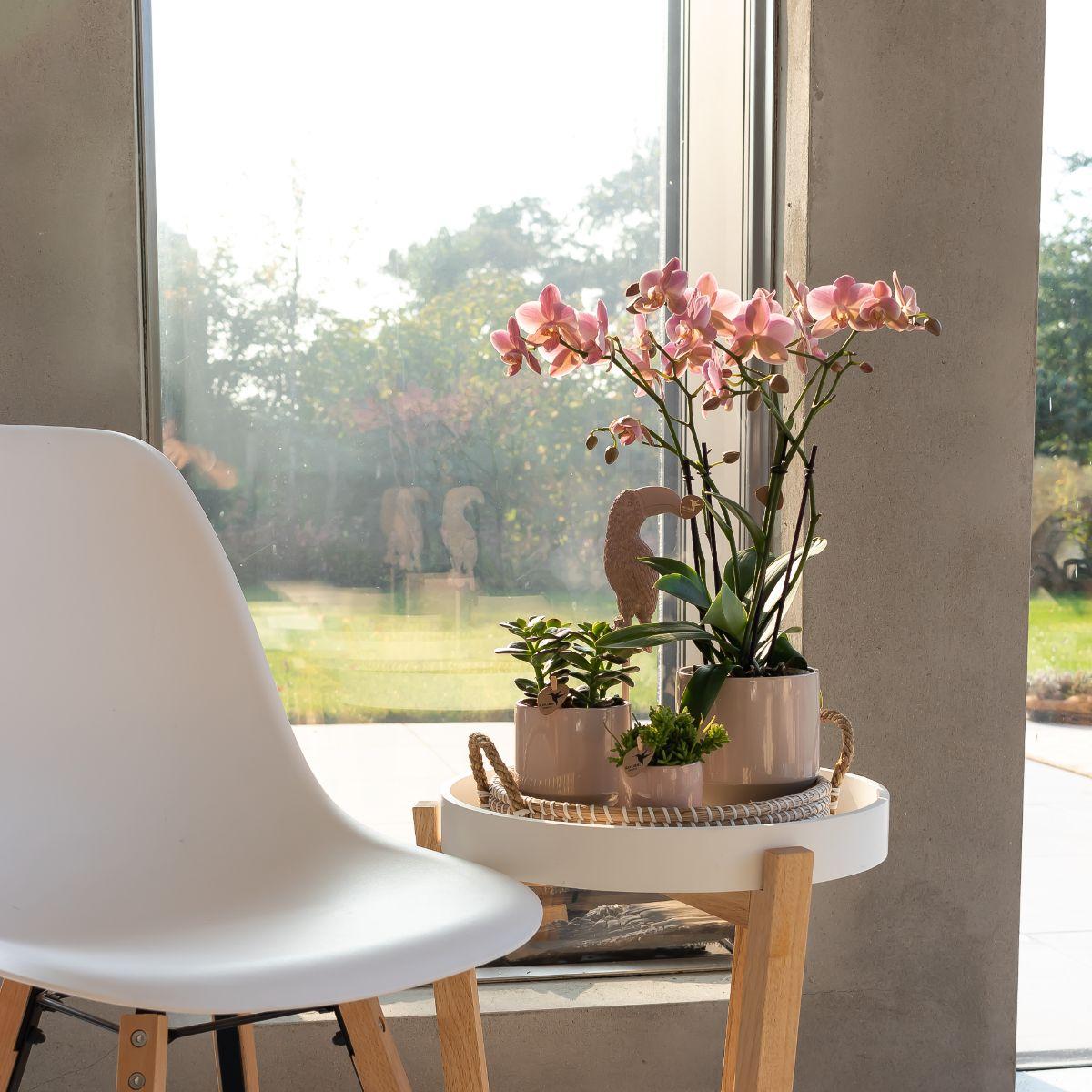 Phalaenopsis Orchidee „Jewel Treviso“ – Altrosa – Zimmerpflanze Ø12cm – Mit 4 Blütentrieben – Blickfang für Wohnzimmer, Küche & Büro