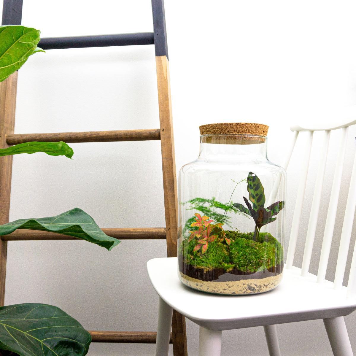 Flaschengarten Milky – DIY Bausatz Terrarium – ↕30cm – Do-It-Yourself Pflanzen-Set im Glas mit Korkdeckel – Autarkes Mini-Ökosystem – Inkl. Calathea, Fittonia, Spargel & Moos – Für Zuhause & Büro