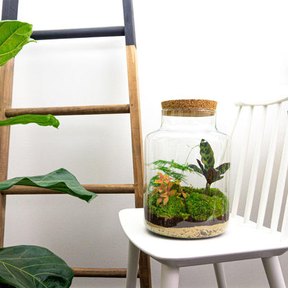 Flaschengarten Milky – DIY Bausatz Terrarium – ↕30cm – Do-It-Yourself Pflanzen-Set im Glas mit Korkdeckel – Autarkes Mini-Ökosystem – Inkl. Calathea, Fittonia, Spargel & Moos – Für Zuhause & Büro