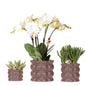 Pflanzenset Cotton Braun – Weiße Phalaenopsis Orchidee Ghent & 2 Sukkulenten – Keramische Übertöpfe Ø6, Ø9 & Ø12cm – Elegantes Pflanzenset für Zuhause