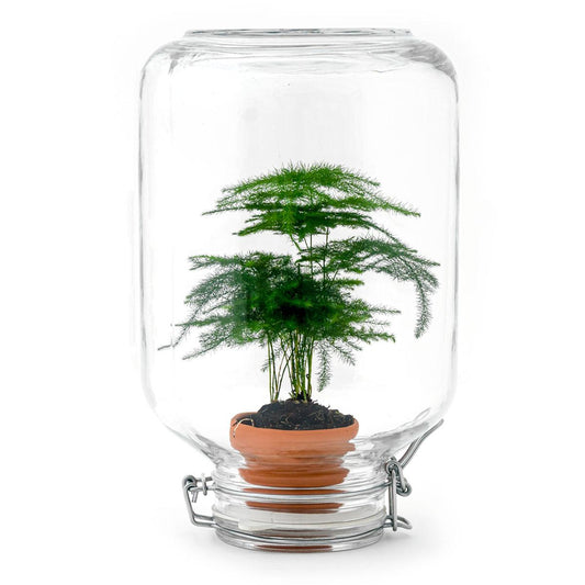 Flaschengarten Terrarium Easyplant Spargel – Lebende Zimmerpflanze im Einmachglas mit Edelstahlverschluss – Pflegeleicht & Selbstversorgend